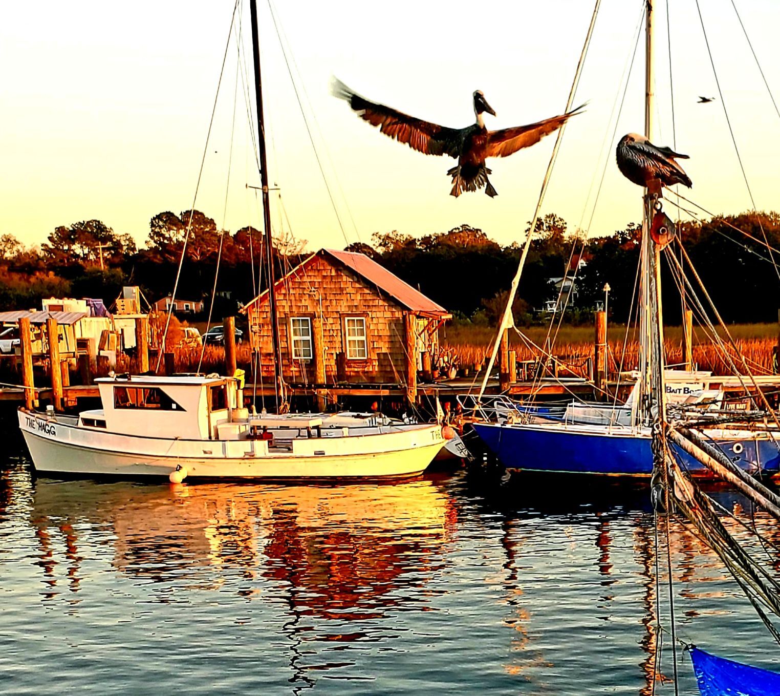 Shem Creek Pelican